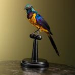 Koningsglansspreeuw Taxidermie Opgezette Dieren By Max, Verzamelen, Dierenverzamelingen, Ophalen of Verzenden, Nieuw, Vogel, Opgezet dier