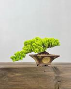 Bonsaï Genévrier (Juniperus) - Hauteur (arbre) : 15 cm -