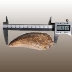 Sterkere bovenkaakstijs (positie MX1 linksboven) - Fossiele, Verzamelen