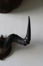 bubale Support de tête pour taxidermie - Alcelaphus, Antiek en Kunst