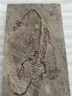 Zeereptiel - Gefossiliseerd dier - Keichousaurus - 16.9 cm -