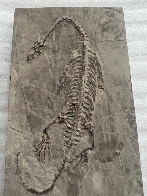 Zeereptiel - Gefossiliseerd dier - Keichousaurus - 16.9 cm -, Verzamelen, Mineralen en Fossielen