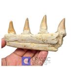 Gedeeltelijke rechter hemi-dentarium van Gavialimimus