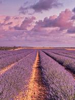 Fabian Kimmel - Lavender Fields IV, Provence/Cote DAzur, Antiek en Kunst, Kunst | Schilderijen | Modern