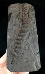 Fossiele plant met uitzonderlijke conservering!! -, Collections