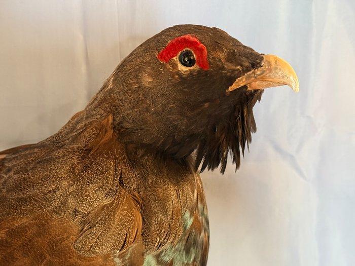 Ruigpoothoender Taxidermie volledige montage - Tetrao, Verzamelen, Dierenverzamelingen