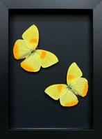 Vlinder Taxidermie volledige montage - Phoebis philea - 18, Verzamelen, Nieuw