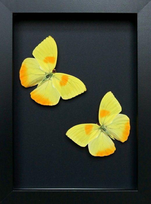 Vlinder Taxidermie volledige montage - Phoebis philea - 18, Verzamelen, Dierenverzamelingen