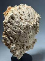Zeer grote fossiele Pecten - Gefossiliseerde schelp - Pecten