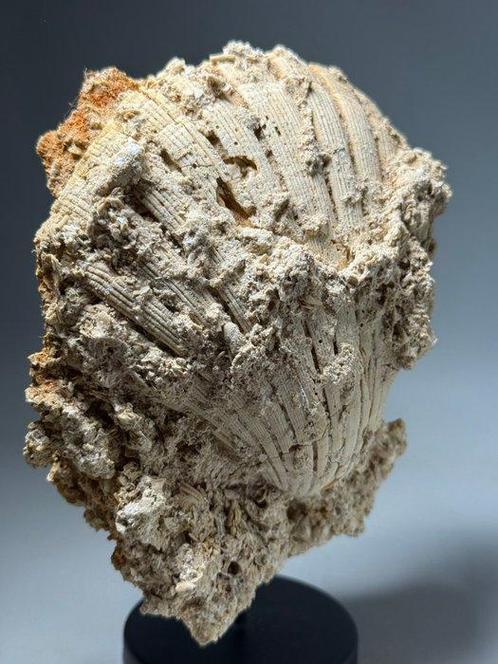 Zeer grote fossiele Pecten - Gefossiliseerde schelp - Pecten, Verzamelen, Mineralen en Fossielen