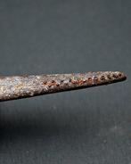 Haai - Fossiel bot - Espina dorsal de tiburón Hybodus Top, Verzamelen