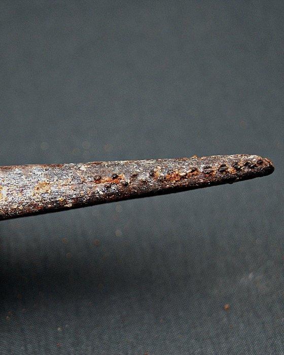 Haai - Fossiel bot - Espina dorsal de tiburón Hybodus Top, Verzamelen, Mineralen en Fossielen