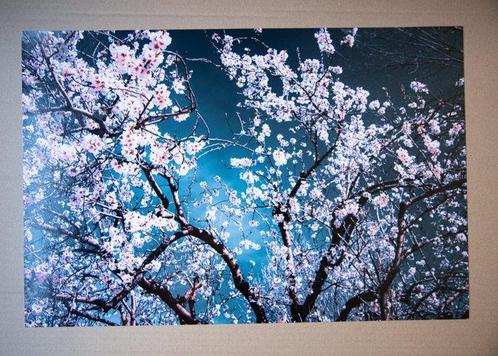 Viet Ha Tran - Sakura season II, Antiek en Kunst, Kunst | Designobjecten