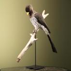 Grijze Bananeneter Taxidermie Opgezette Dieren By Max, Ophalen of Verzenden, Nieuw, Vogel, Opgezet dier