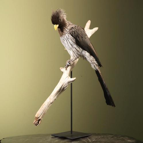 Grijze Bananeneter Taxidermie Opgezette Dieren By Max, Verzamelen, Dierenverzamelingen, Opgezet dier, Nieuw, Vogel, Ophalen of Verzenden