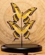 Vlinder Taxidermie volledige montage - 2 Papilio thoas, Nieuw