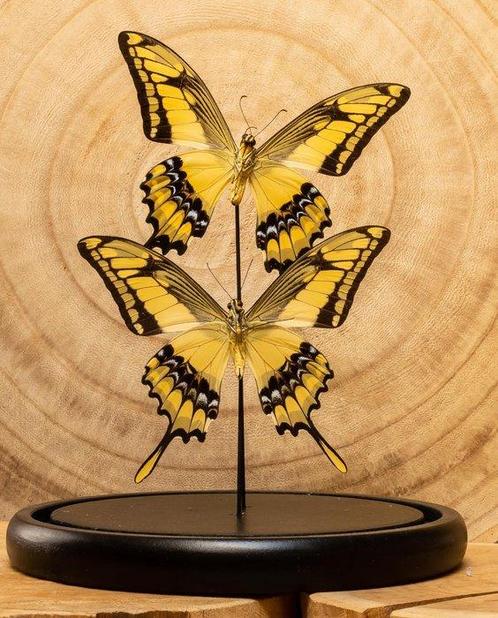 Vlinder Taxidermie volledige montage - 2 Papilio thoas, Verzamelen, Dierenverzamelingen