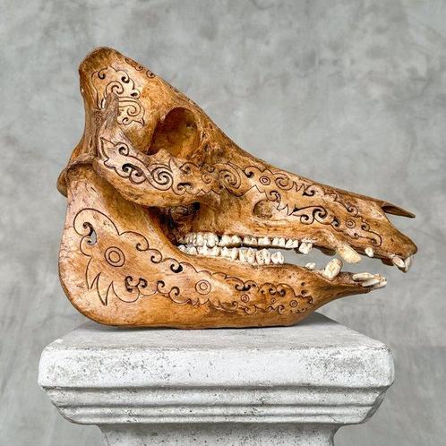 PAS DE PRIX DE RESERVE - Sanglier sculpté patiné brun -, Antiek en Kunst, Kunst | Designobjecten