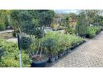 Osmanthus Sierboom