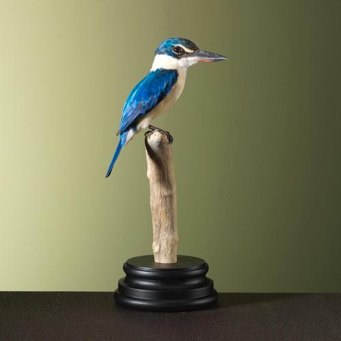 Witkraagijsvogel Taxidermie Opgezette Dieren By Max, Verzamelen, Dierenverzamelingen, Opgezet dier, Nieuw, Vogel, Ophalen of Verzenden