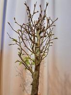 Bonsaï Charme (Carpinus) - Hauteur (arbre) : 40 cm -