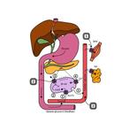 Het Farmaboekje - Word een Farmabaas - De belangrijkste, Boeken, Verzenden, Zo goed als nieuw, Ali Talib