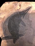 Fossiel - Fossiele matrix - Mixosaurus - 56 cm - 59 cm