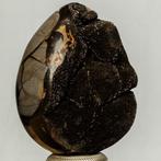 Septaria Wild Black Crystals Fine Large Wild Septaria Black