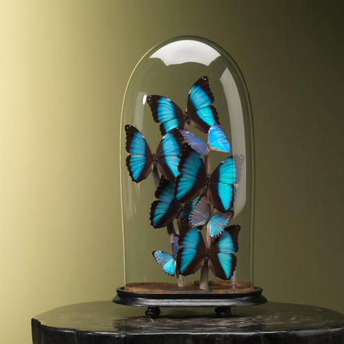 Morphos in Antieke Stolp Taxidermie Opgezette Dieren By Max, Collections, Collections Animaux, Enlèvement ou Envoi