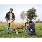 Drachtigheidtoestel voor schapen geiten alpaca met