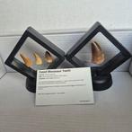 Dinosaure Dent - Mosasaurus - 7 cm - 5 cm - 7 cm - (4), Collections