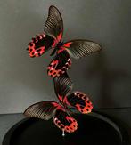 Vlinder Taxidermie volledige montage - Papilio Rumanzovia -, Verzamelen, Dierenverzamelingen, Nieuw