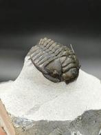 Trilobite rare - Matrice de plaque fossilisée -, Verzamelen