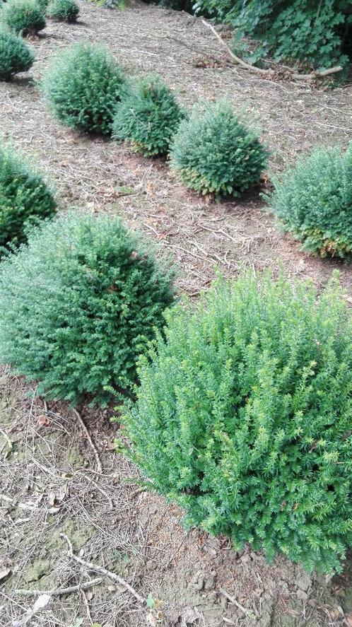 Groenblijvende hagen (Riemst, Maastricht), Tuin en Terras, Planten | Bomen, Overige soorten, 100 tot 250 cm, Ophalen