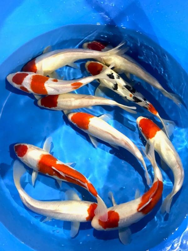 Hirasawa Marusei 29-34cm (Japanse Koi), Jardin & Terrasse, Étangs, Enlèvement ou Envoi