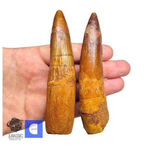 Set van 2 grote gerestaureerde Spinosaurus-dinosaurustanden, Verzamelen, Mineralen en Fossielen