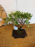 Azalea bonsai (Rhododendron) - Hoogte (boom): 24 cm - Diepte