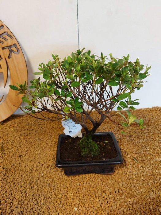 Azalea bonsai (Rhododendron) - Hoogte (boom): 24 cm - Diepte, Antiek en Kunst, Curiosa en Brocante