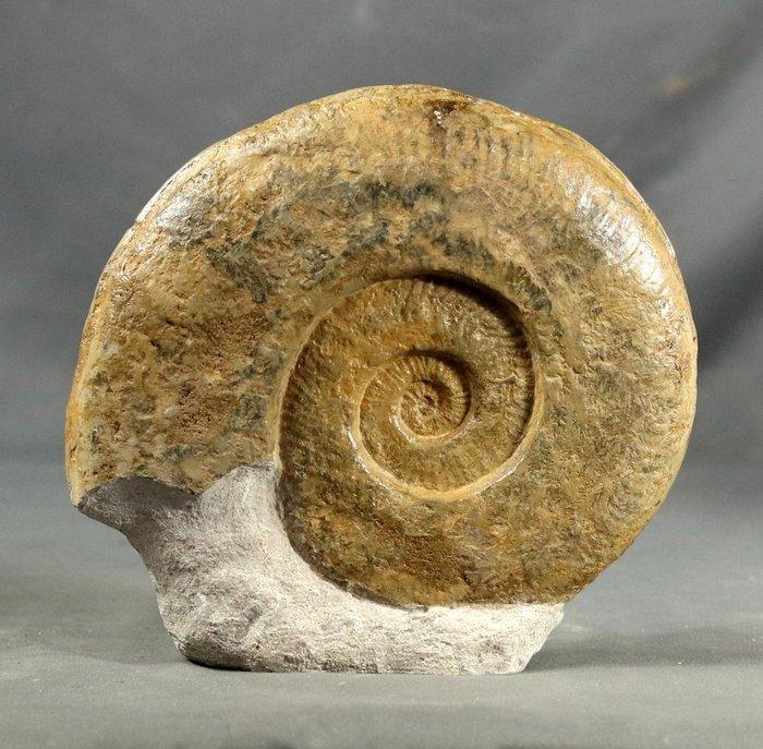 Belle ammonite fossile sur socle. - Animal fossilisé -, Collections, Minéraux & Fossiles