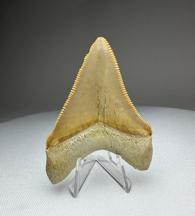 Megalodon - Fossiele tand - 6 cm - 4.5 cm, Verzamelen, Mineralen en Fossielen