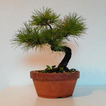 Japanse witte den bonsai - Pinus parviflora beschikbaar voor biedingen