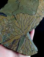 Spectaculaire graptolieten met buitengewone conservering!!!, Verzamelen