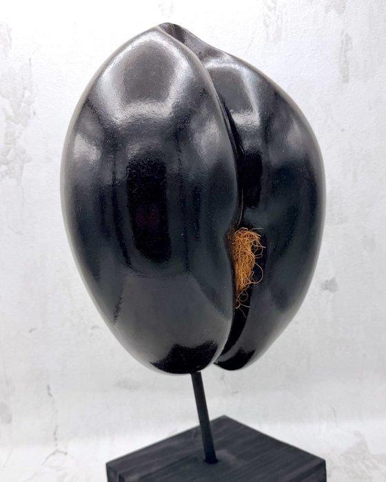 Coco de mer Taxidermie volledige montage - Lodoicea, Antiquités & Art, Curiosités & Brocante