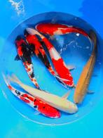 Hirasawa Marusei  40-50 cm (Japanse Koi), Ophalen of Verzenden, Nieuw