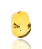 Ambre de Birmanie - Cabochon fossilisé - with Detailed