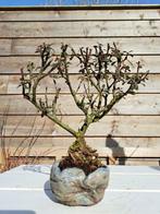 cotoneaster in bonsaipot - Hoogte (boom): 16 cm - Diepte, Antiek en Kunst