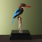 Smyrna-IJsvogel Taxidermie Opgezette Dieren By Max, Verzamelen, Ophalen of Verzenden, Nieuw, Vogel, Opgezet dier