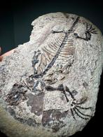 Museum 250 miljoen jaar leguaan met gastrolieten - Fossiel