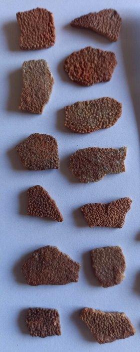 Franse dinosaurus-eierschalen - Gefossiliseerd ei (Zonder, Collections, Minéraux & Fossiles