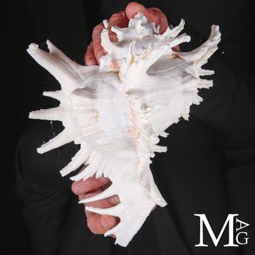 Grote Murex Ramosus – Zeer esthetische schelp Zeeschelp -